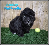 Bentley Male Mini Poodle $650