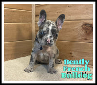 Bently Male AKC French Bulldog $3300