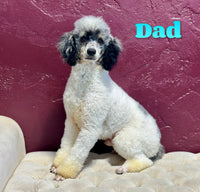 Maxine Female Mini Bernedoodle $2250
