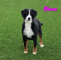 Maxine Female Mini Bernedoodle $2250