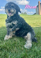 Remi Female Bernedoodle $1350