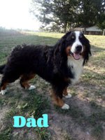 Ricky Male Bernedoodle $1200