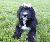 Bernedoodle