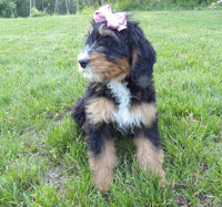 Bernedoodle