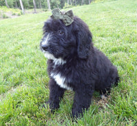 Bernedoodle