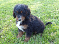 Bernedoodle