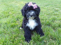 Bernedoodle
