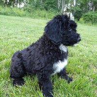 Bernedoodle