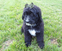 Bernedoodle