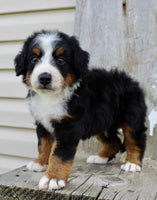 Bernedoodle