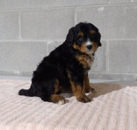 Bernedoodle