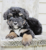 Bernedoodle