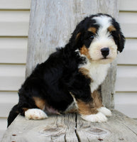 Bernedoodle