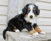 Bernedoodle