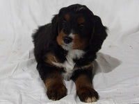 Bernedoodle