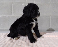 Bernedoodle