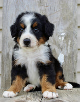 Bernedoodle