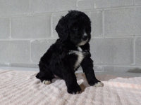 Bernedoodle