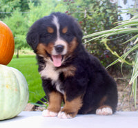 Chad Male AKC Bernese Mountain Dog $1800