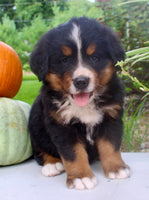 Chad Male AKC Bernese Mountain Dog $1800
