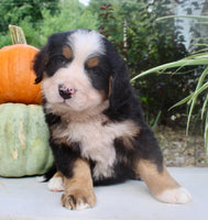 Theo Male AKC Bernese Mountain Dog $1800