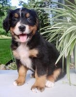 Lucy Female AKC Bernese Mountain Dog $1800