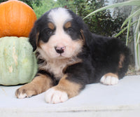 Theo Male AKC Bernese Mountain Dog $1800