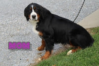 Lulu Female AKC Bernese Mountain Dog $1650