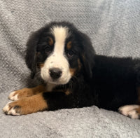 Bernese Mountain Dog