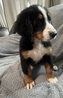 Bernese Mountain Dog
