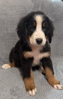 Bernese Mountain Dog