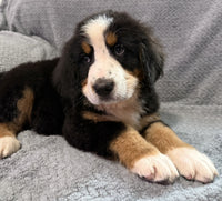 Bernese Mountain Dog