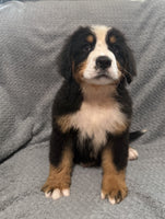 Bernese Mountain Dog