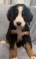 Bernese Mountain Dog