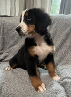 Bernese Mountain Dog