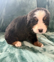 Bernese Mountain Dog