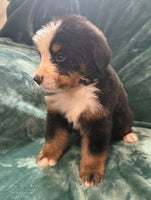 Bernese Mountain Dog