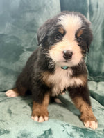 Bernese Mountain Dog
