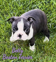 Betty Female AKC Boston Terrier $750