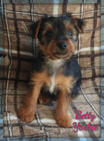 Betty Female Yorkshire Terrier $550