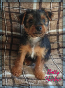 Yorkshire Terrier