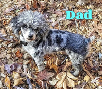 Logan Male Bichpoo $999
