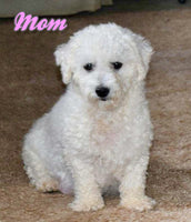 Lulu Female Bichpoo $999
