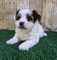 Chanel Female Biewer Terrier $3500