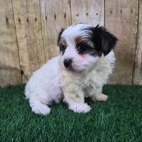 Chanel Female Biewer Terrier $3500