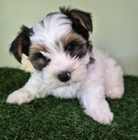 Biewer Terrier