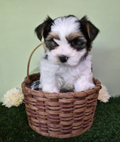 Biewer Terrier