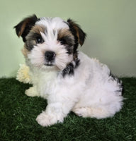 Biewer Terrier