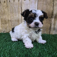 Valentino Male Biewer Terrier $2800