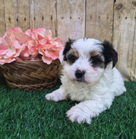 Chanel Female Biewer Terrier $3500